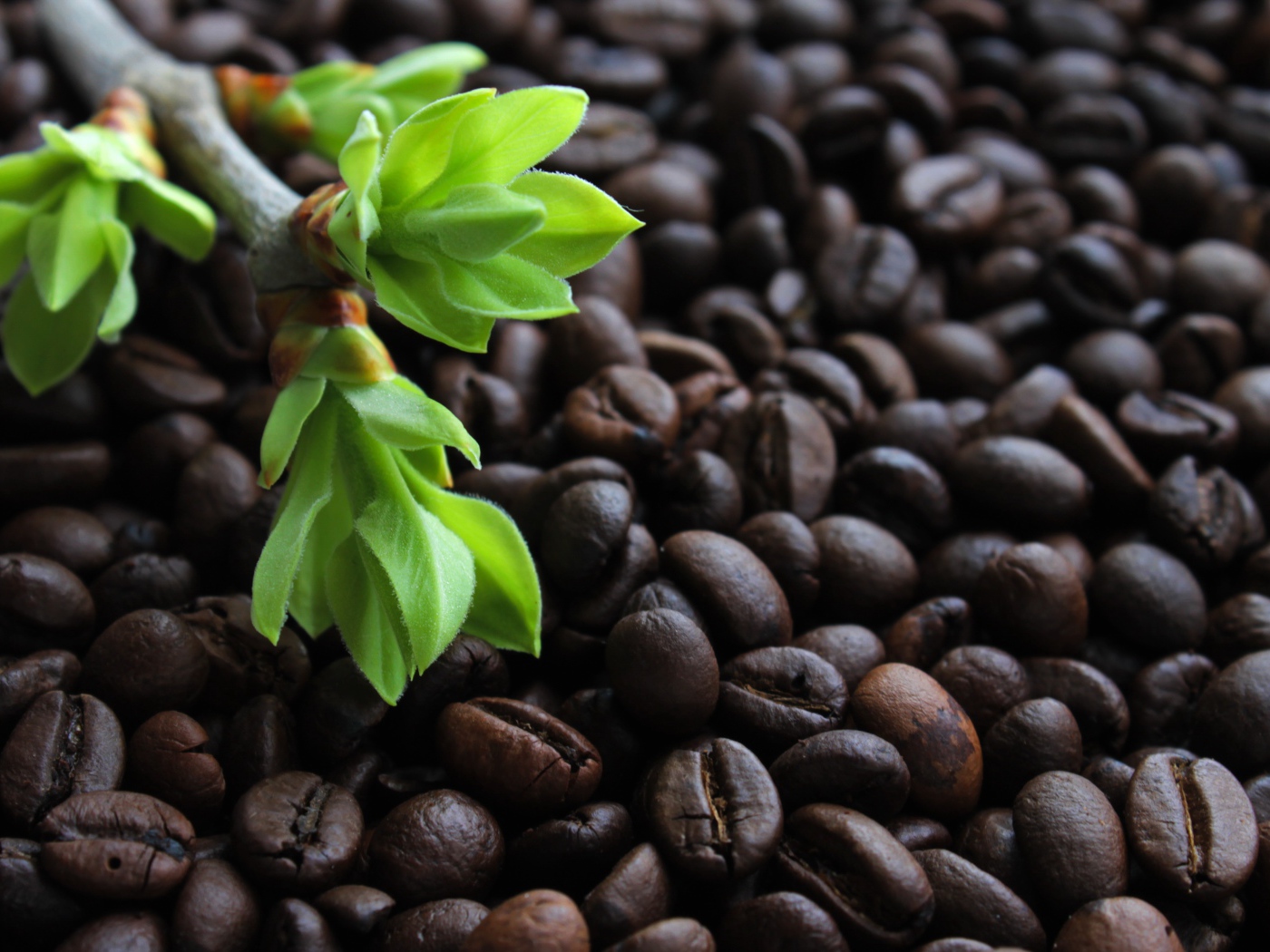 Много обжаренных кофейных зерен с веткой с зелеными листьями