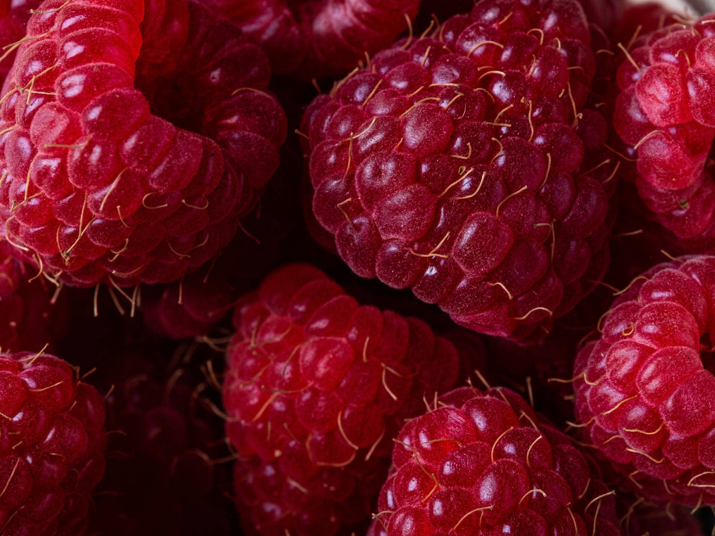 Lots of big ripe red raspberries close up