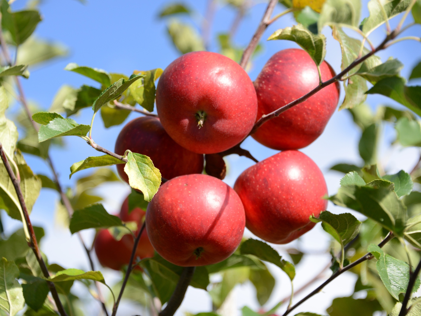 Many red apples in green leaves