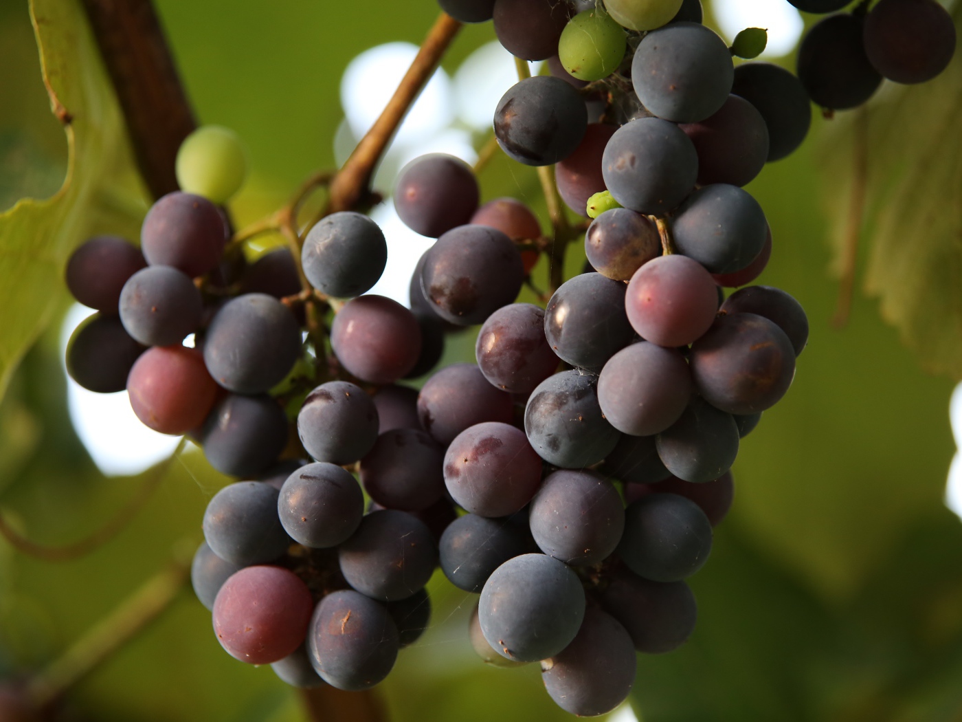 Розовый виноград Лидия на лозе 