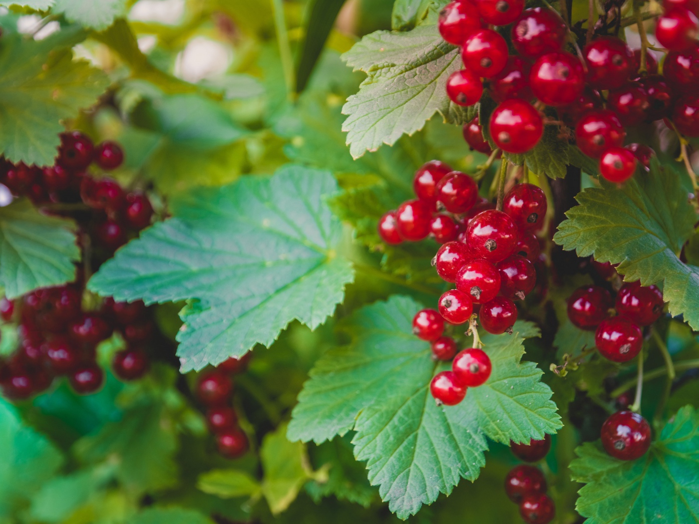 Спелая красная смородина с зелеными листьями на кусту