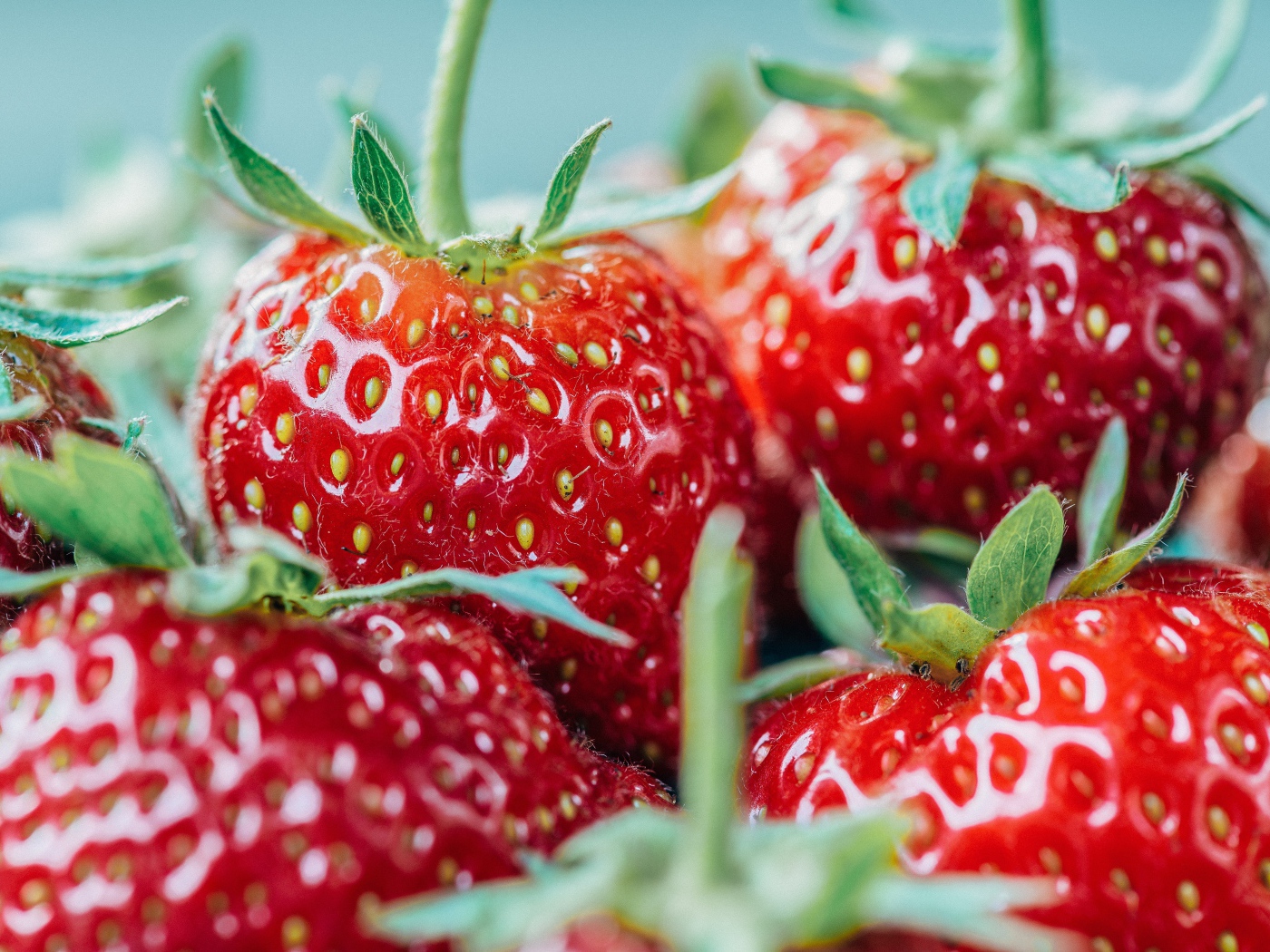 Ягоды спелой клубники с зелеными хвостиками