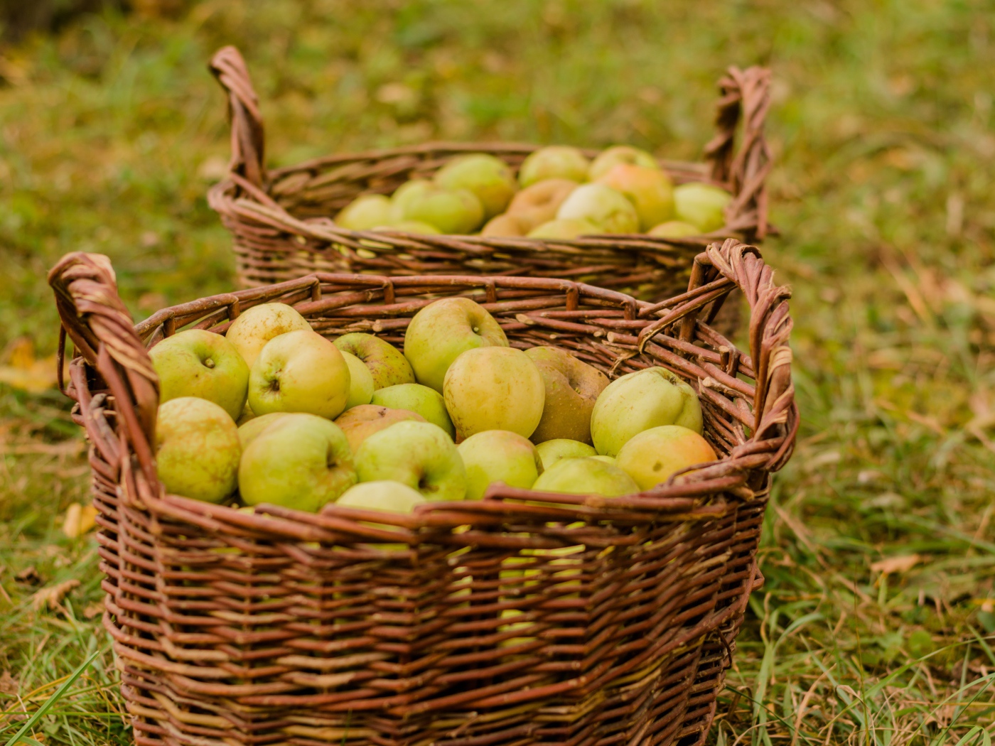 Две большие корзины с зелеными яблоками