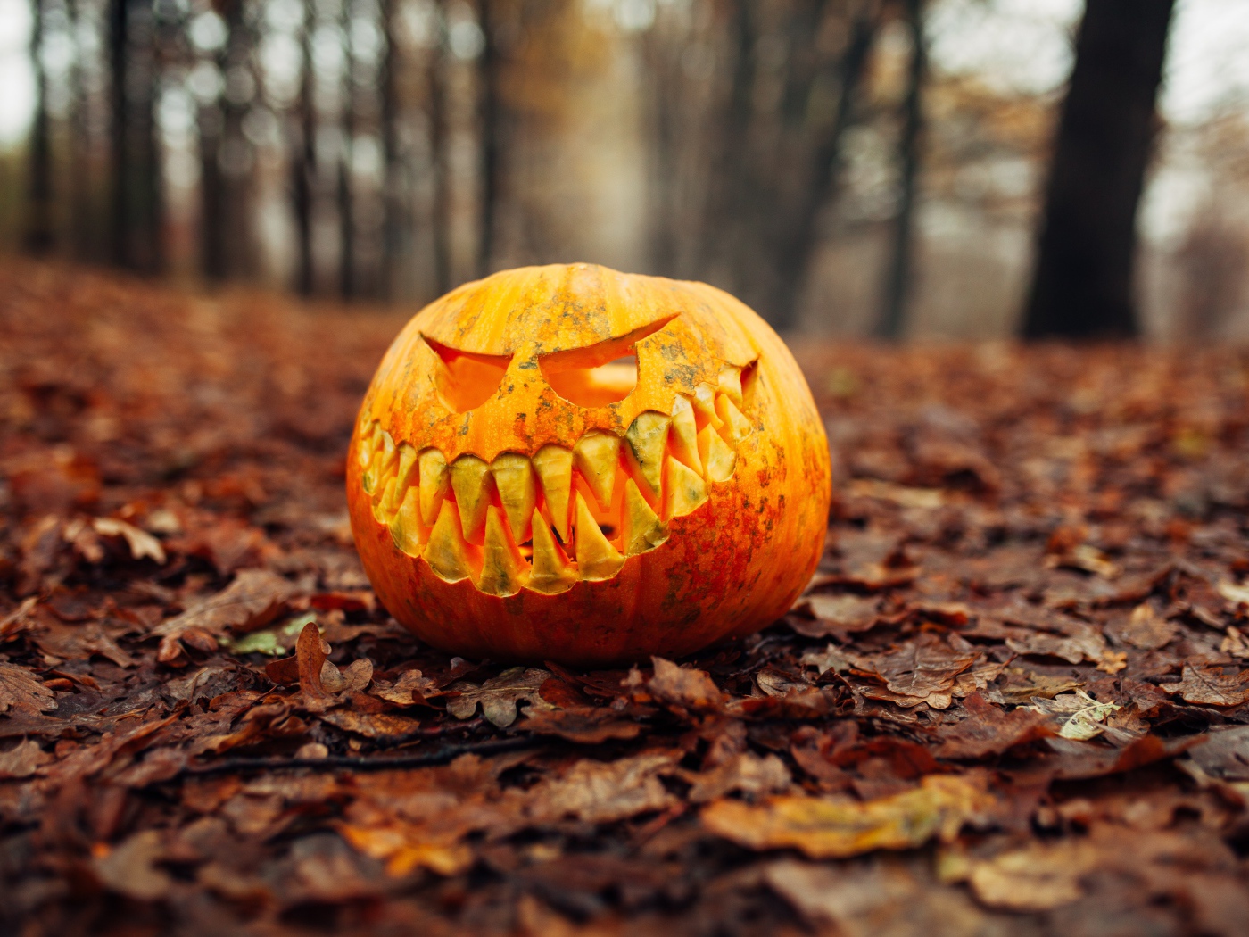 Злобная тыква в лесу на листве на праздник Хэллоуин