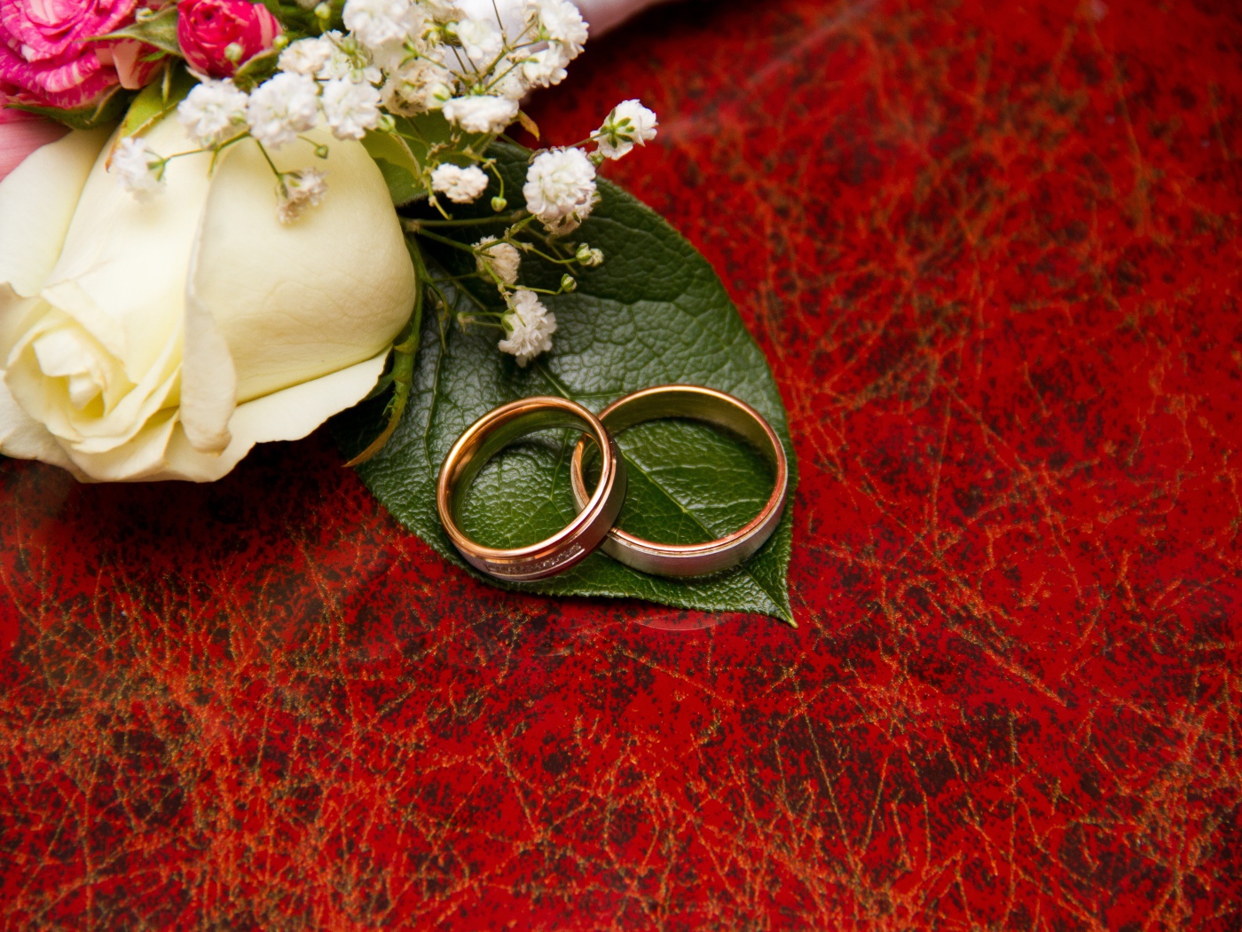Gold wedding rings on a red background
