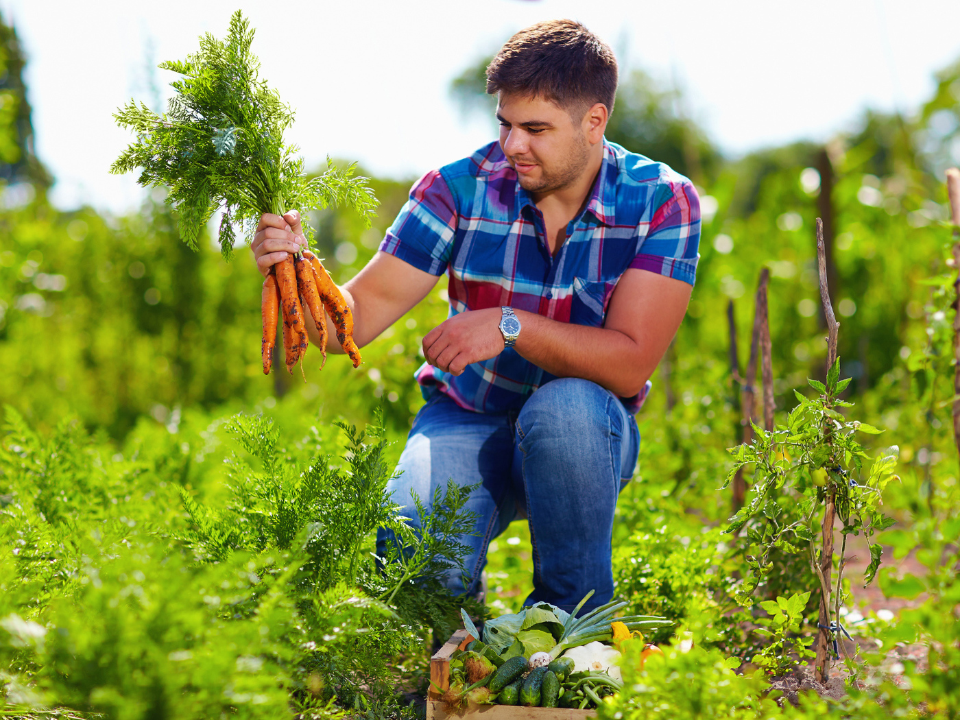 Мужчина фермер собирает урожай моркови