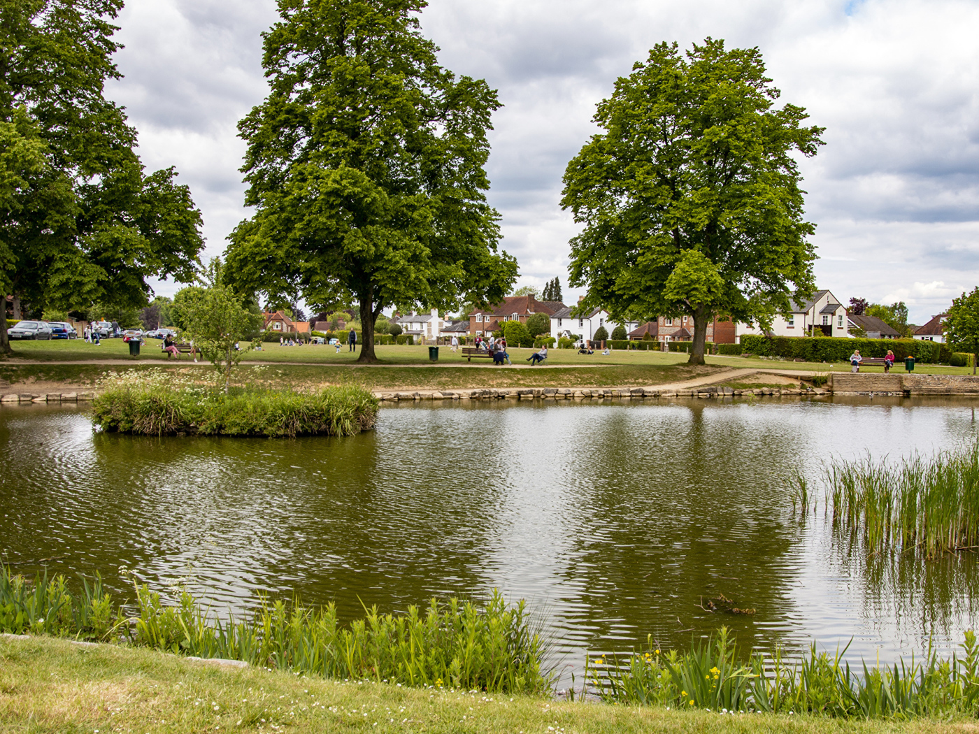 Красивый пруд и деревья в летнем парке 