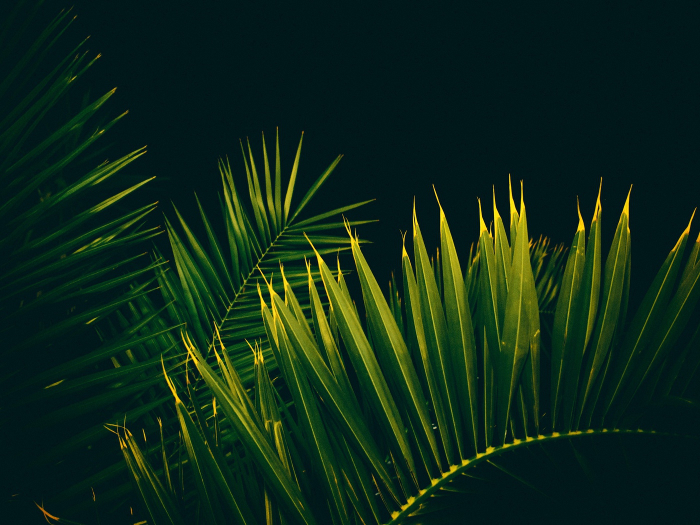 Большие зеленые пальмовые листья на черном фоне