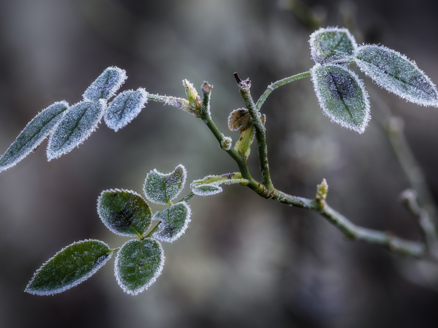 Покрытые инеем зеленые листья розы 