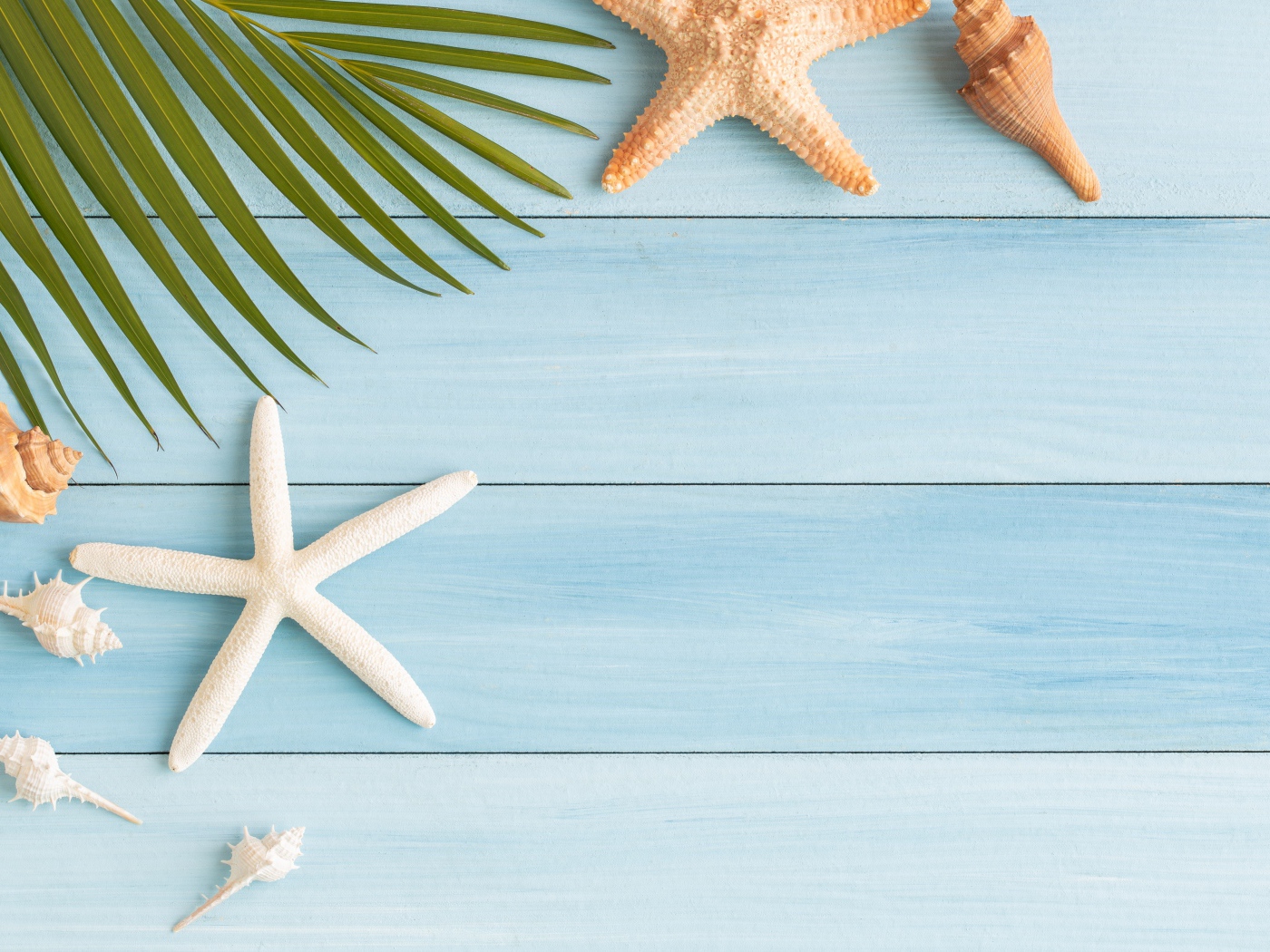 Пальмовый лист на столе с ракушками и морскими звездами 