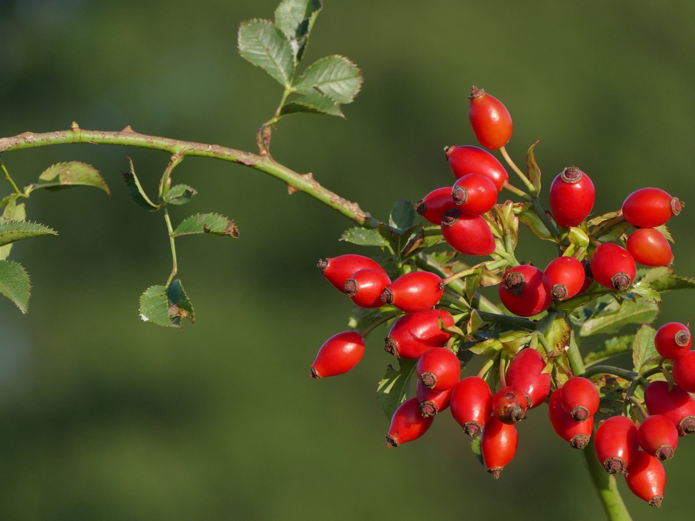 Красные ягоды шиповника на ветке в лучах солнца