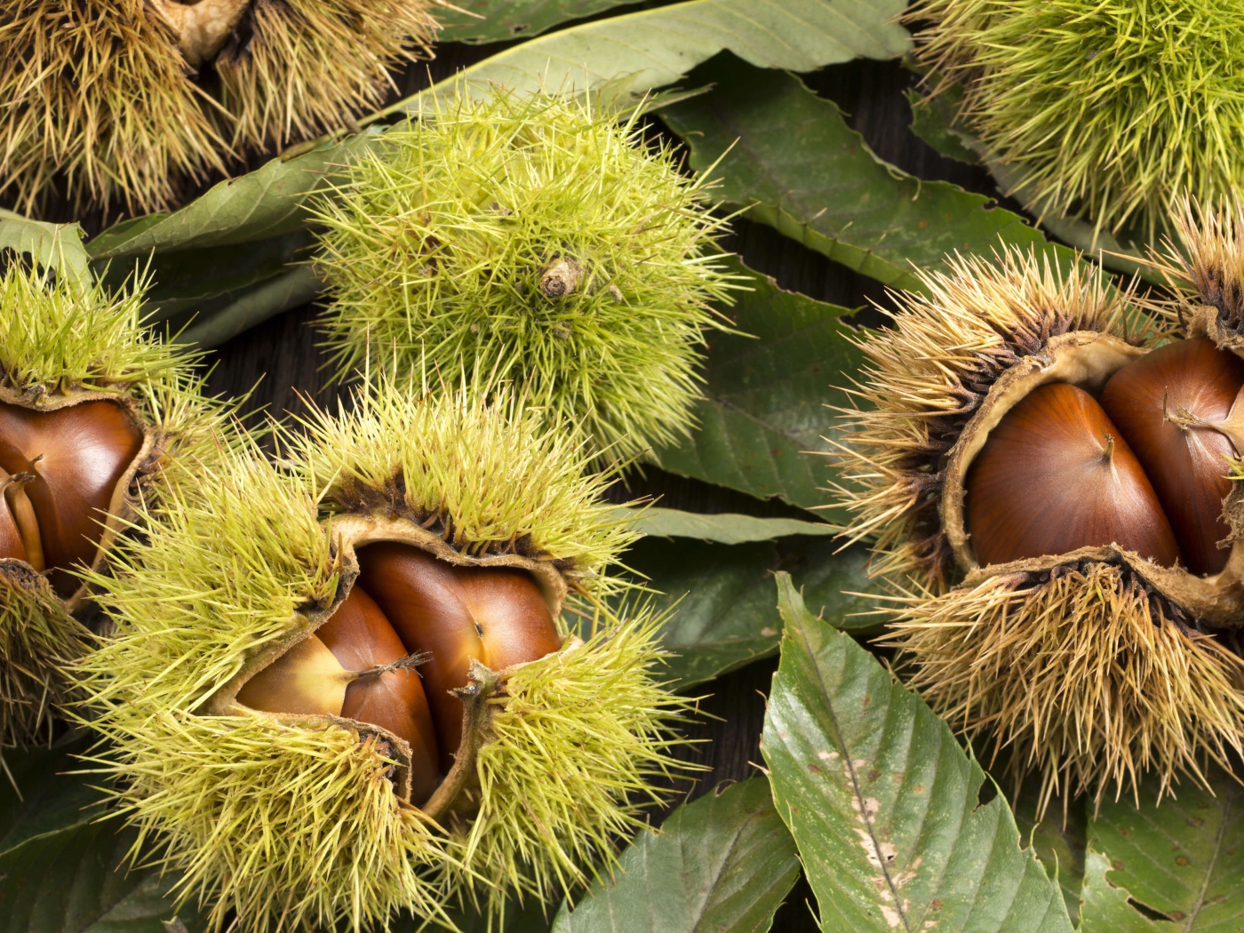 Колючие лесные орехи на дереве 