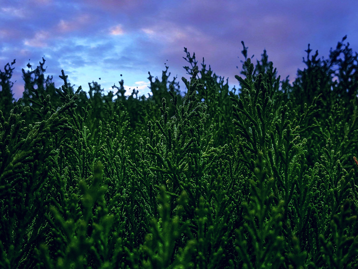 Зеленые заросли туи под пасмурным небом