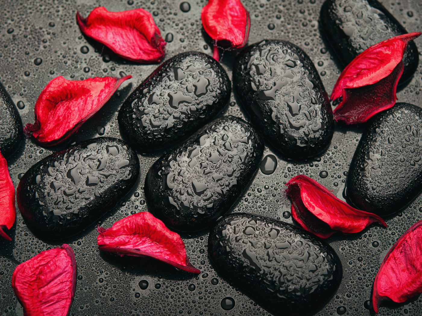 Мокрые черные камни с лепестками красной розы