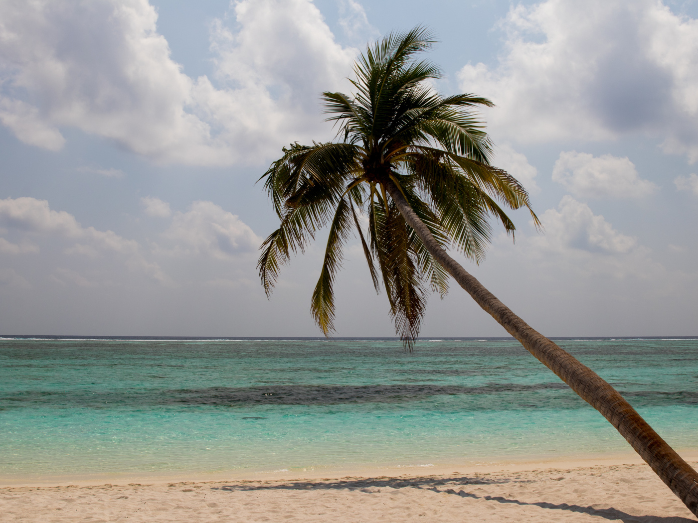 Большая пальма на песке у океана в тропиках 