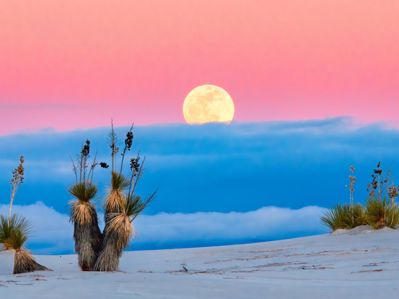 Большая желтая луна в розовом небе с облаками над пустыней 
