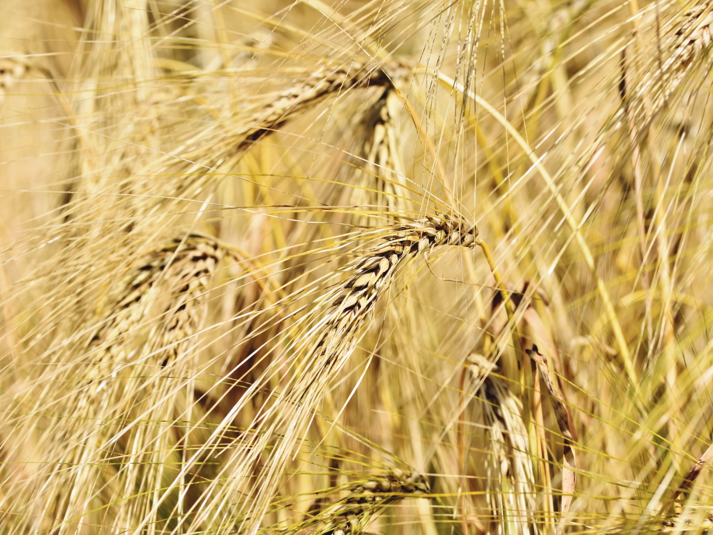 Спелые колосья пшеницы крупным планом