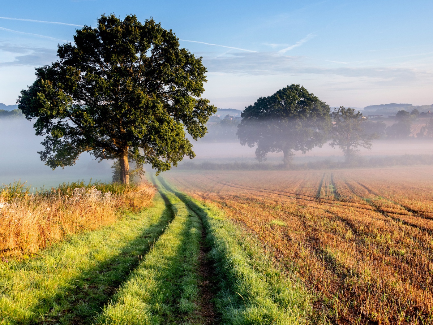 Высокое ветвистое дерево у дороги в поле 