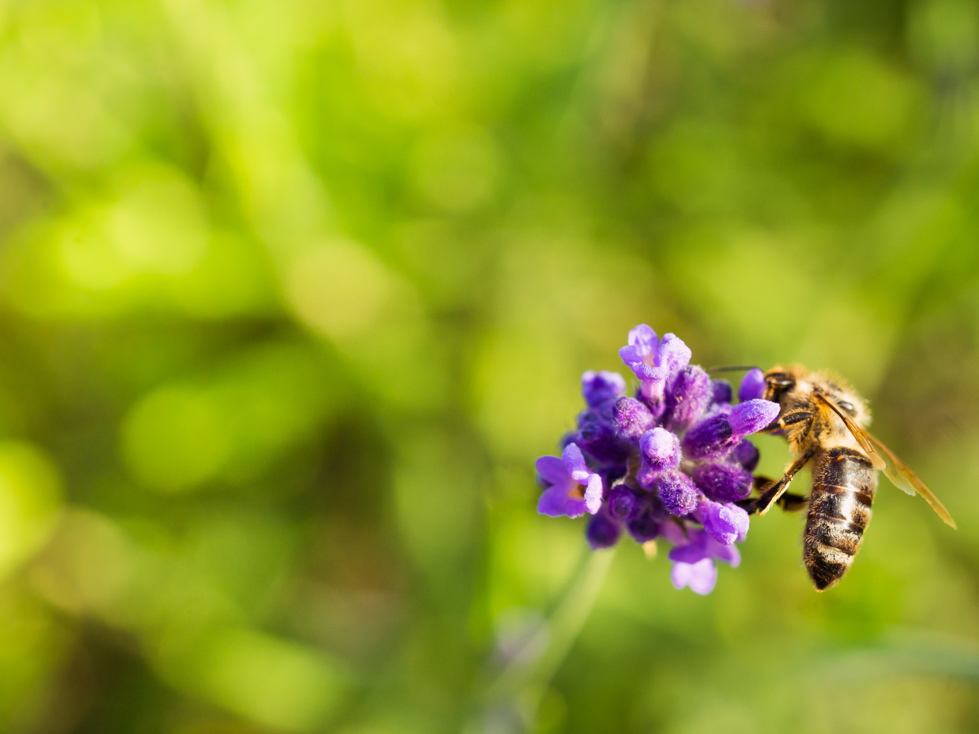 Пчела сидит на маленьком сиреневом цветке 