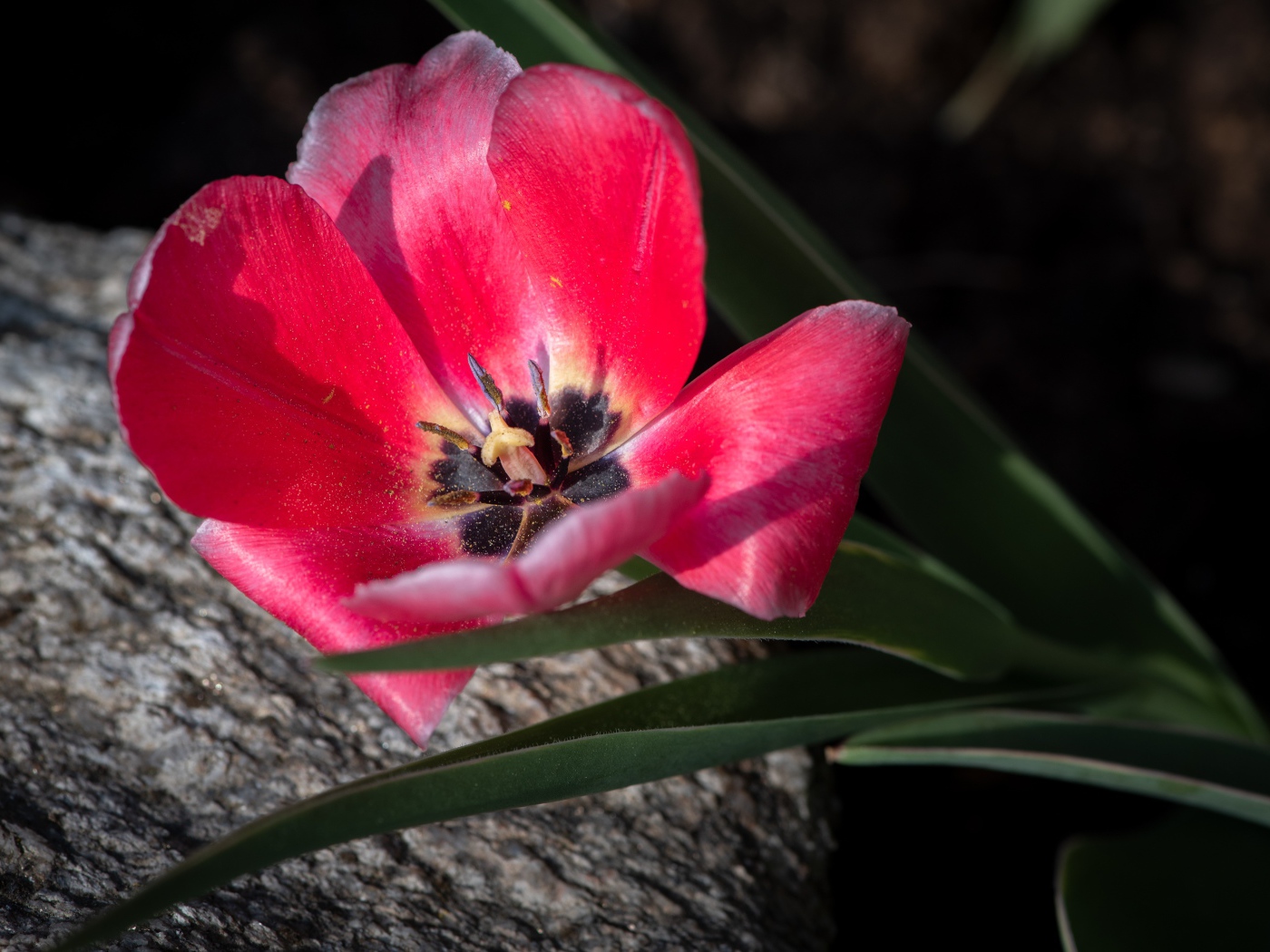Розовый тюльпан с лучах солнца лежит на камне