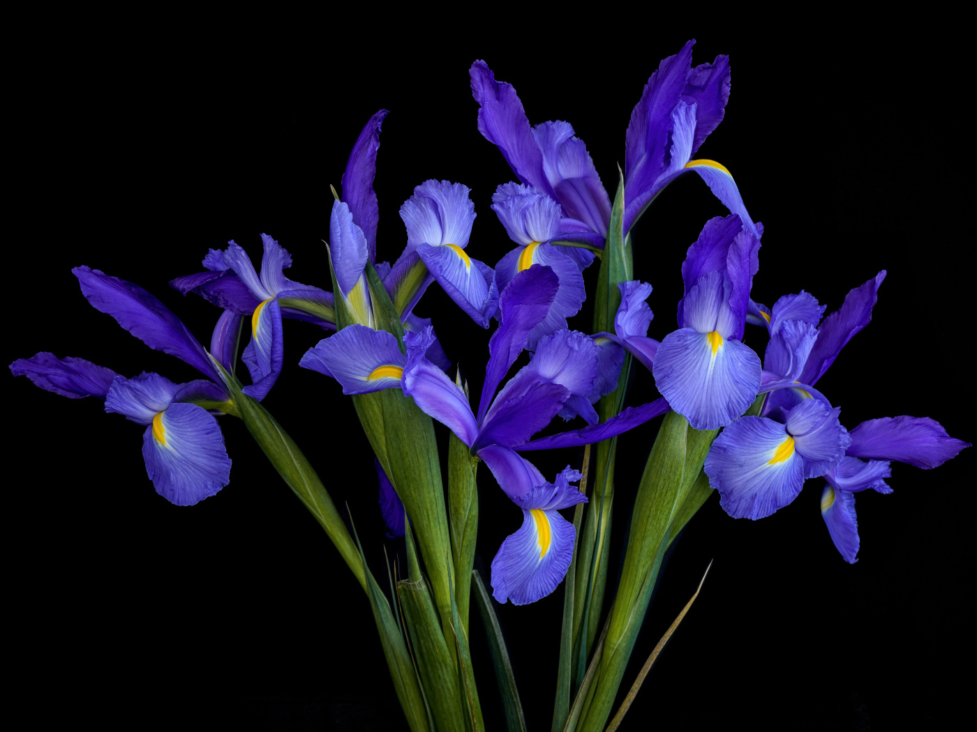 Красивый букет синих ирисов на черном фоне