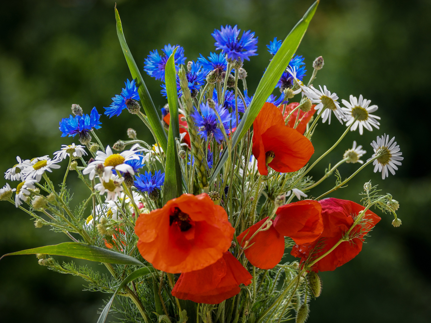 Красивый букет полевых маков, васильков и ромашек