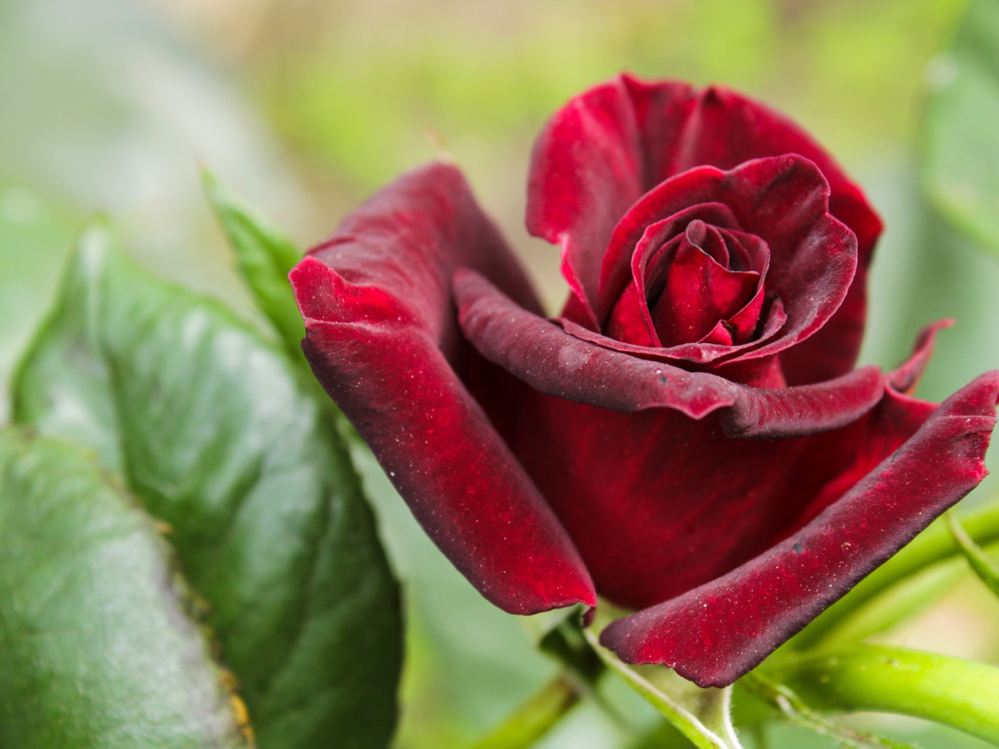 Красивая бордовая роза с зелеными листьями крупным планом