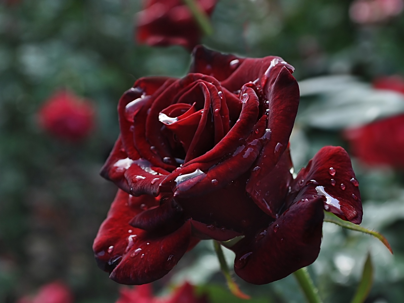 Красивые бордовые розы в каплях росы