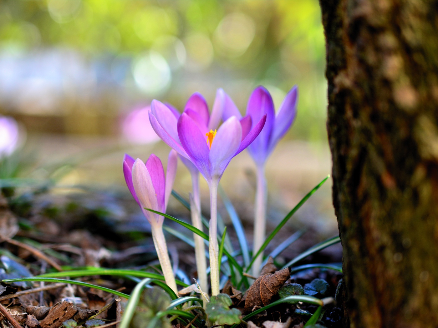 Красивые нежные сиреневые крокусы у дерева весной