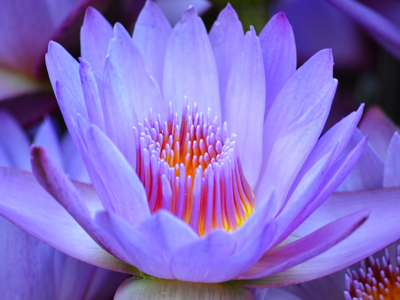 Красивый нежный фиолетовый цветок лотоса крупным планом 