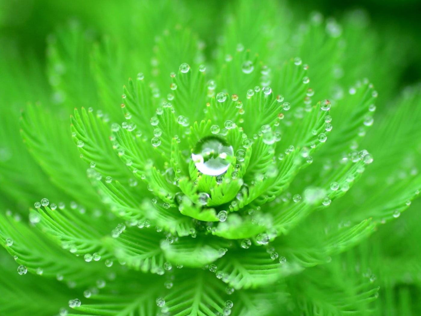 Красивый зеленый цветок с каплями росы 