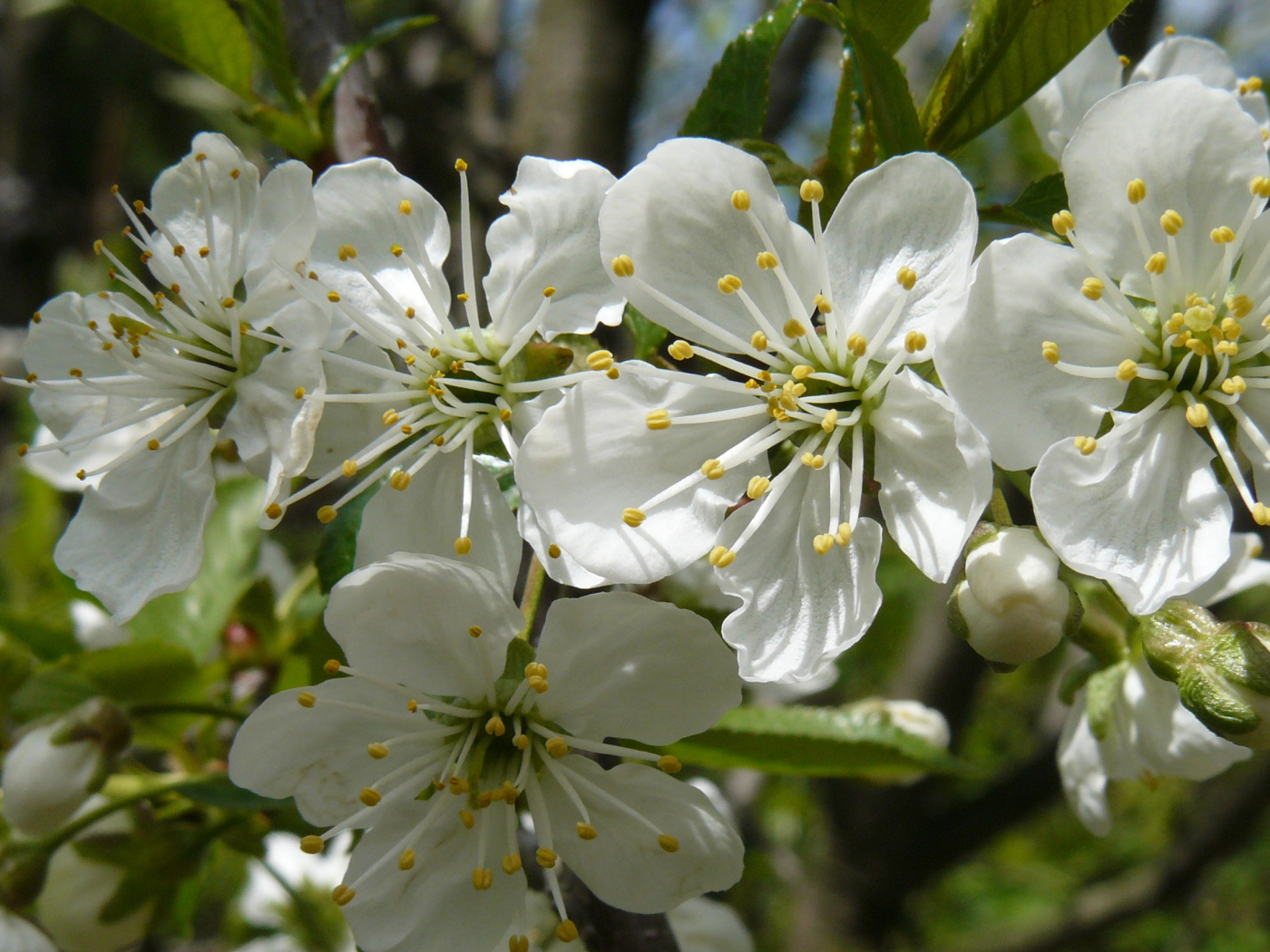 Красивые крупные белые цветы черешни на ветке 