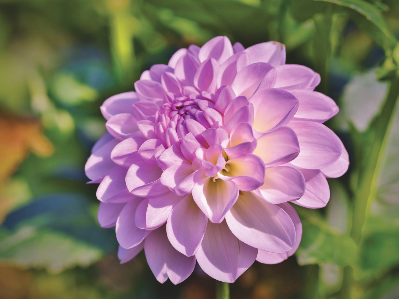 Красивый сиреневый нежный цветок садовой георгины