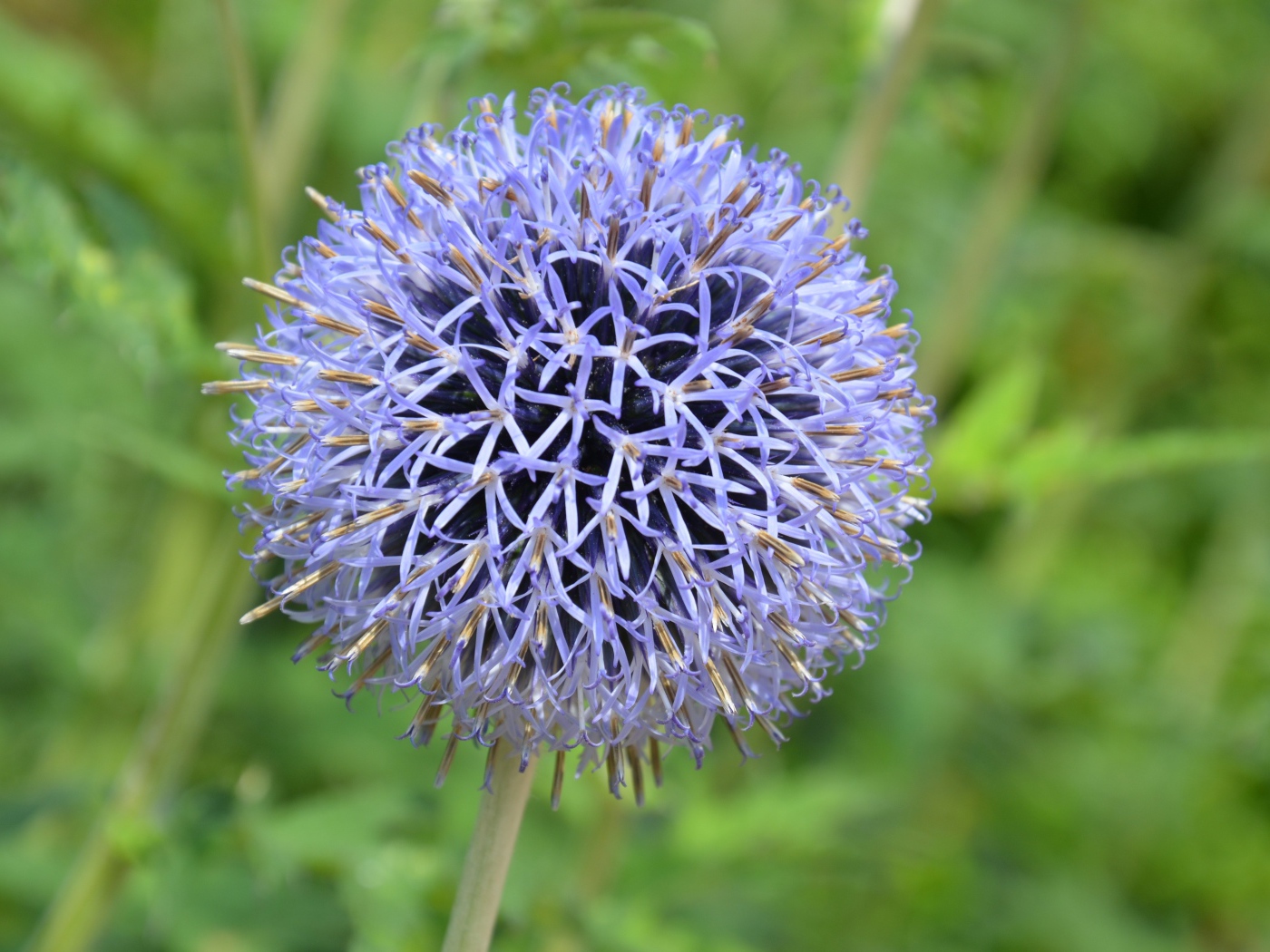 Красивый сиреневый цветок в форме шара