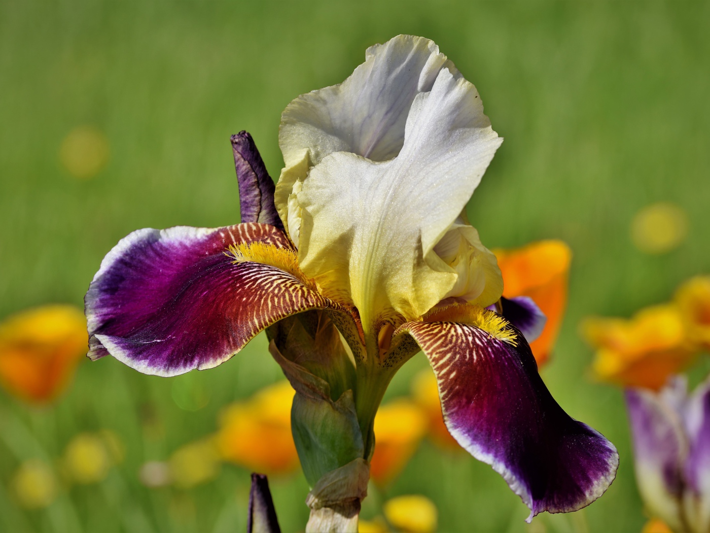 Красивый сиреневый цветок ириса крупным планом