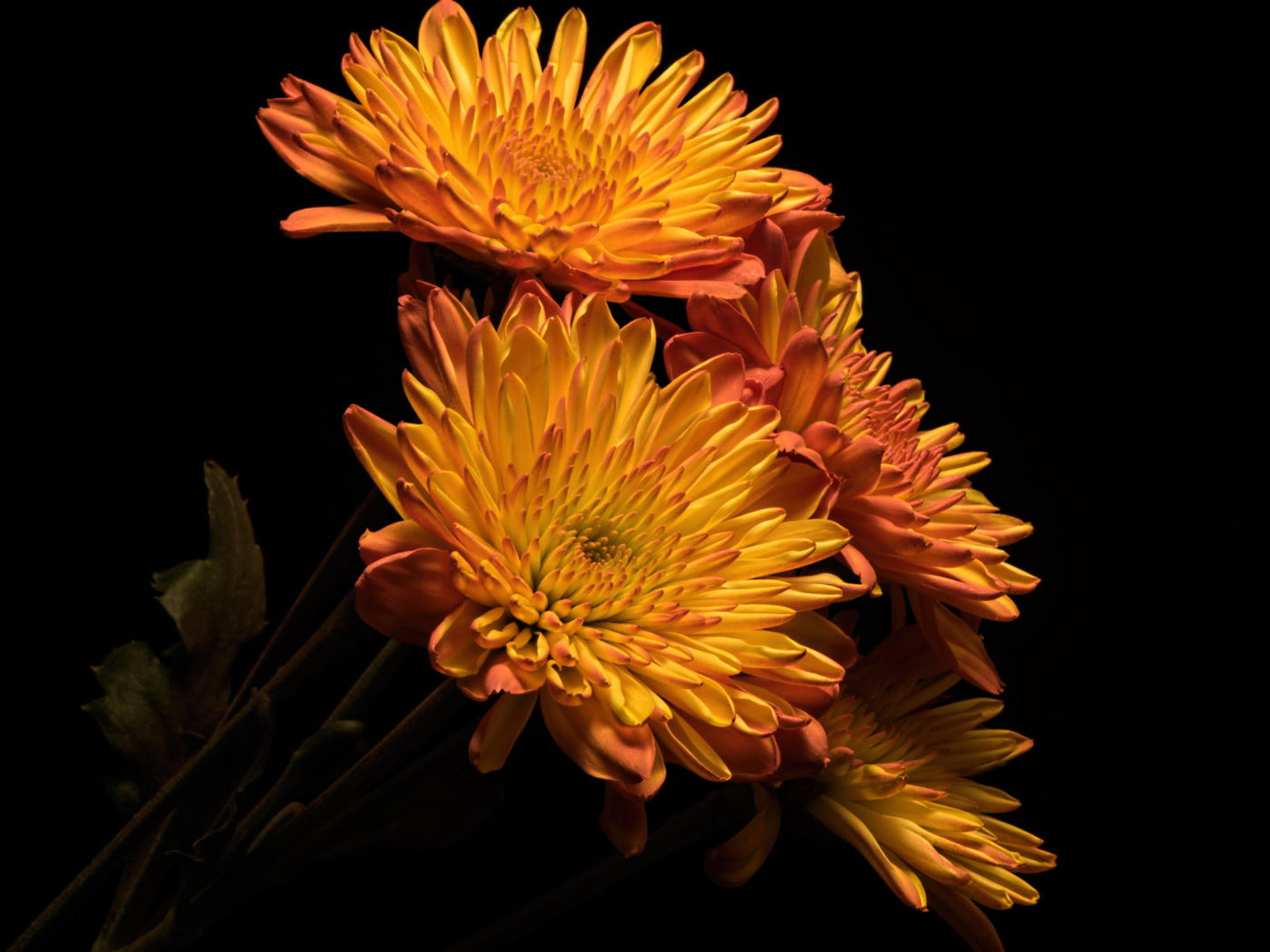 Красивые оранжевые хризантемы на черном фоне