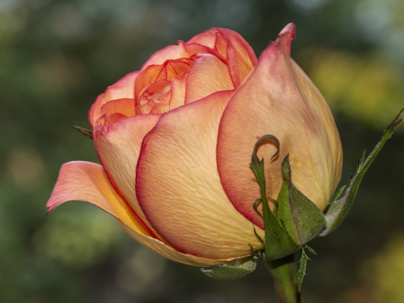 Красивая оранжевая роза крупным планом на клумбе