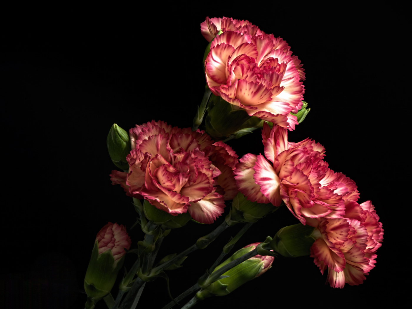 Красивые розовые гвоздики с бутонами на черном фоне