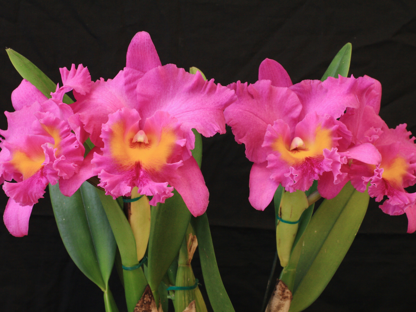 Красивые розовые орхидеи на черном фоне