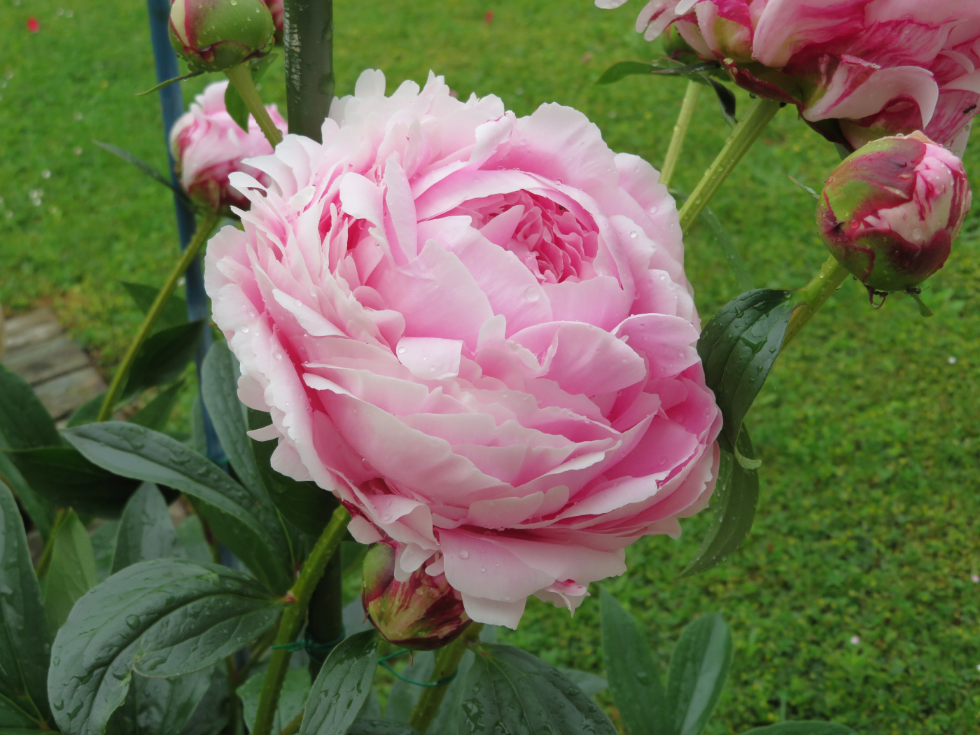 Красивый розовый пион с бутонами на клумбе