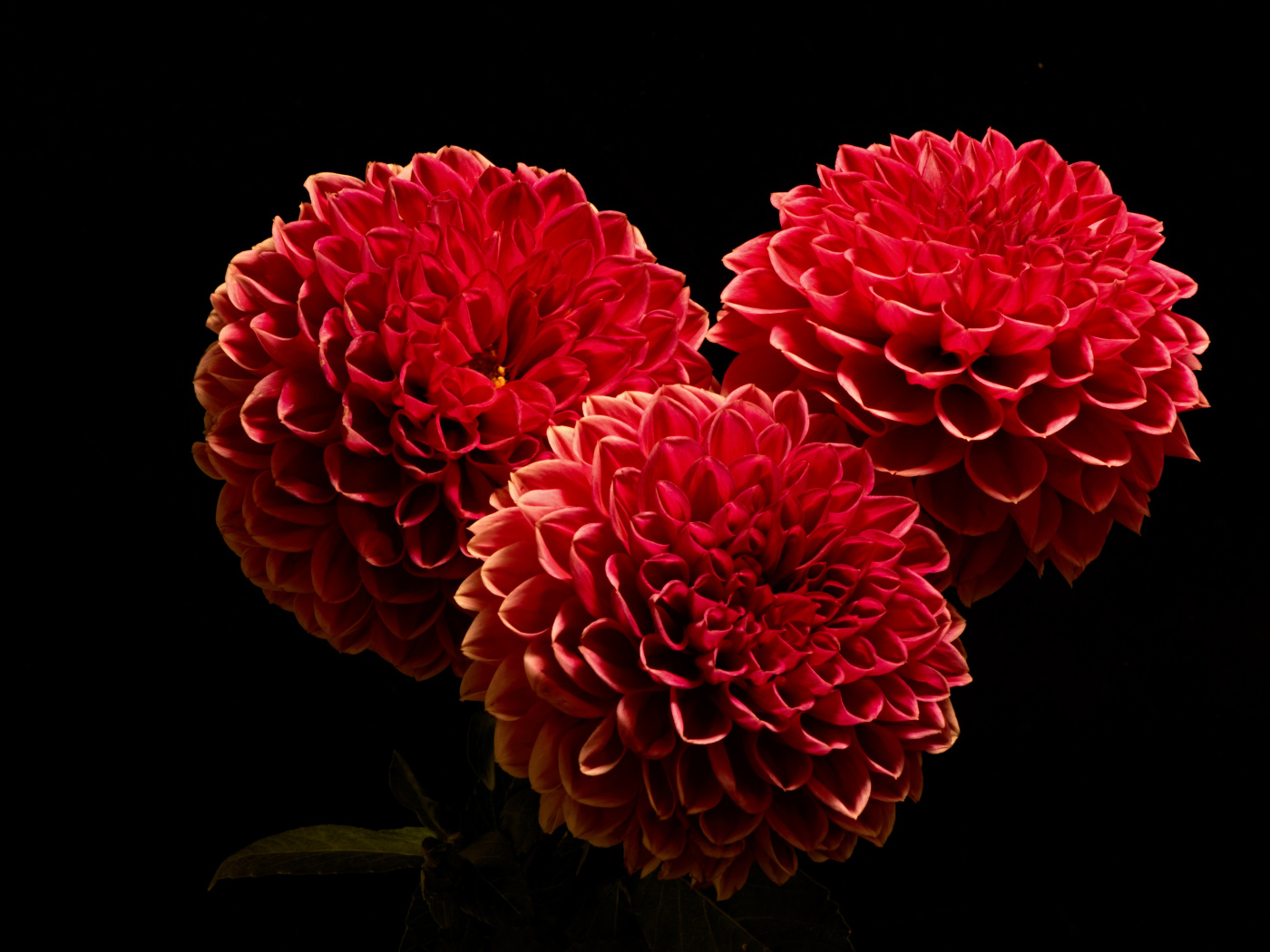 Красивые красные полные георгины на черном фоне