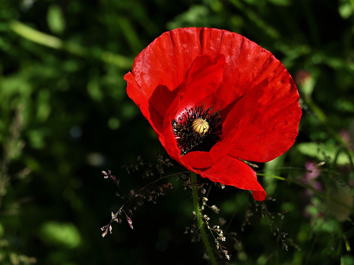 Красивый цветок красного мака крупным планом