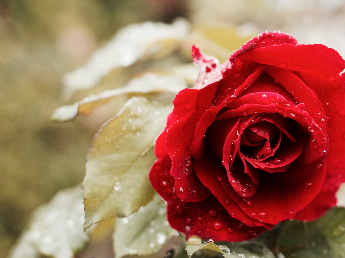 Красивая красная роза в каплях росы в саду крупным планом