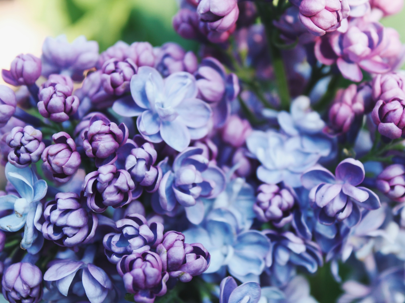 Красивые весенние цветы сирени крупным планом 