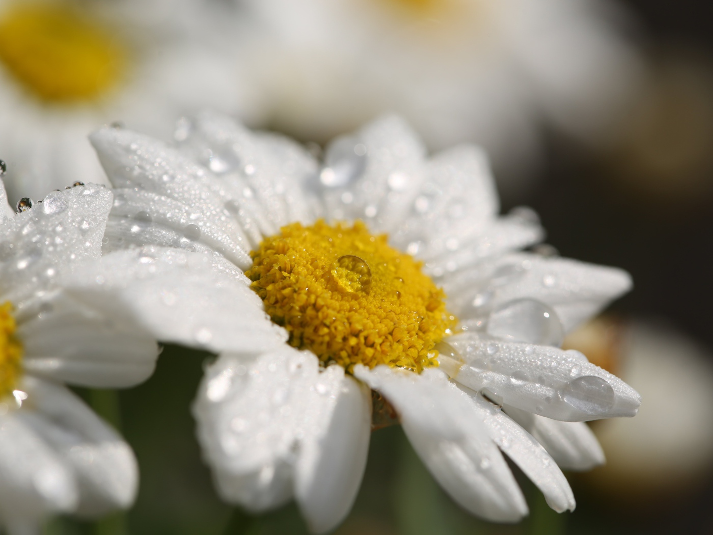 Красивая белая ромашка с белой серединкой с каплями росы на лепестках