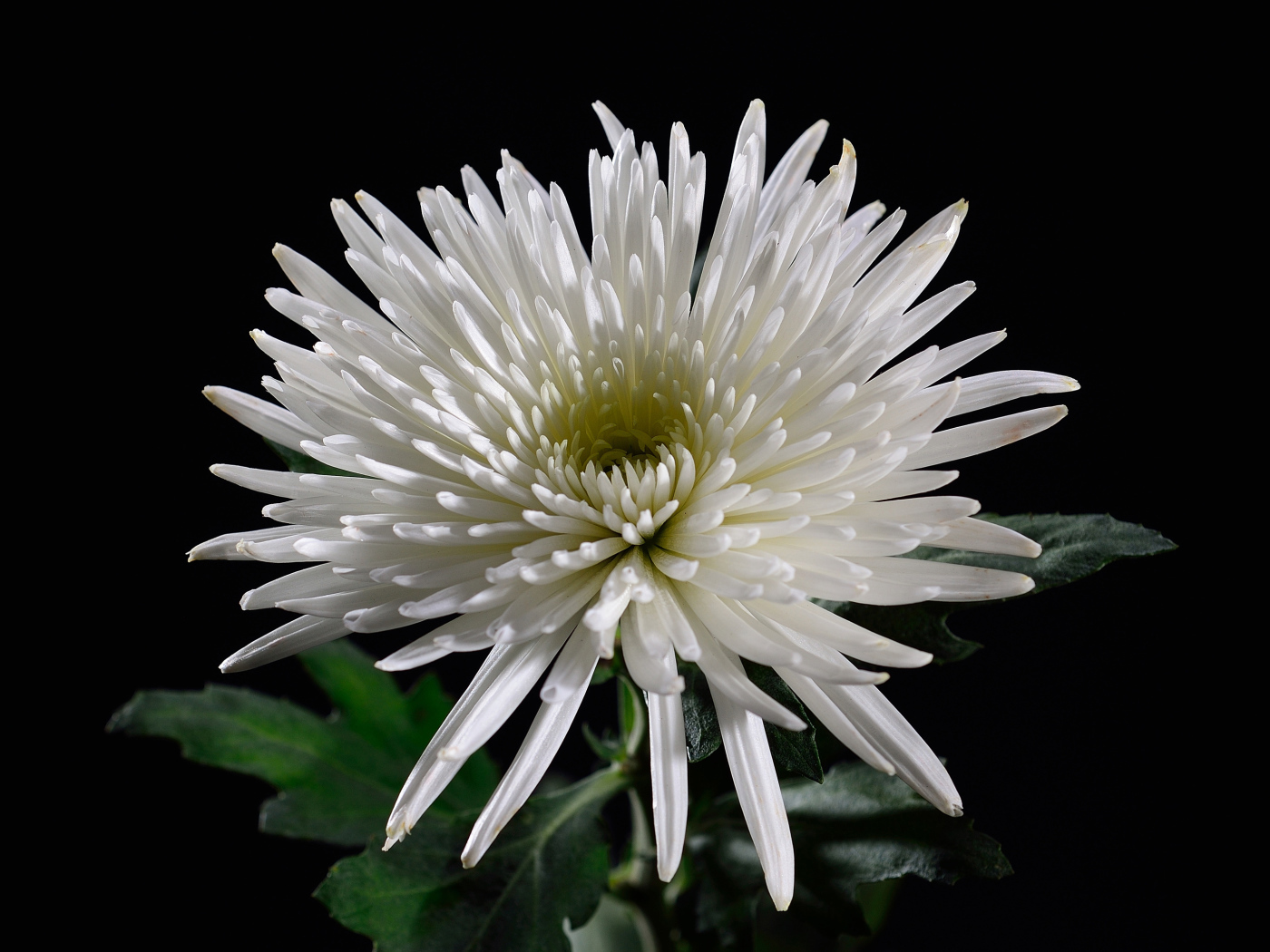 Красивая белая хризантема на черном фоне