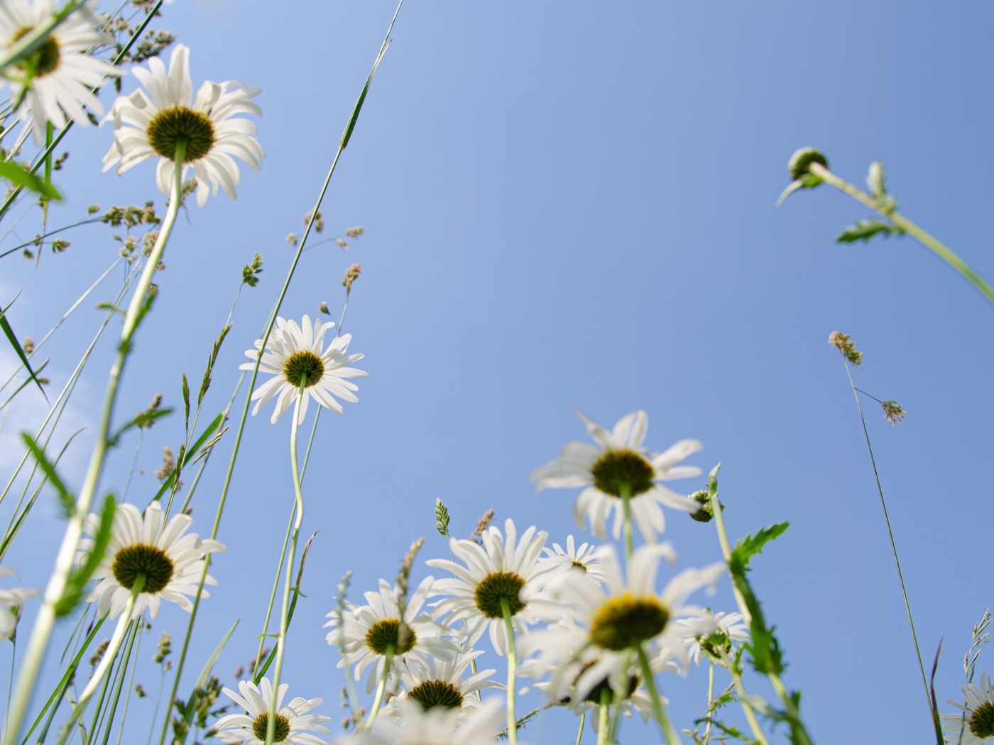 Красивые белые ромашки в траве 