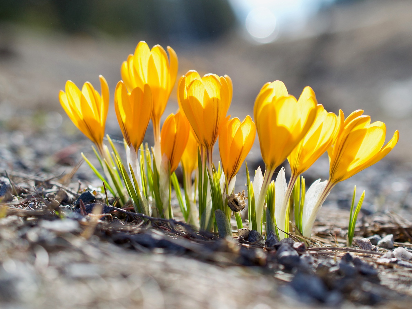 Красивые желтые весенние крокусы в лучах солнца 
