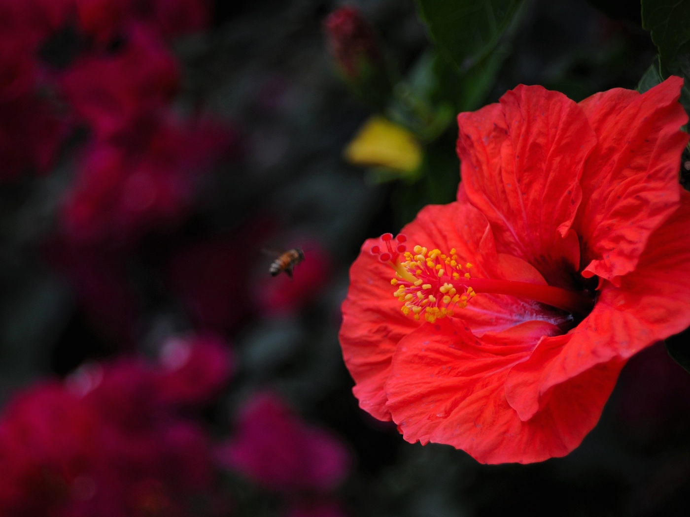 Большой красный цветок гибискуса крупным планом