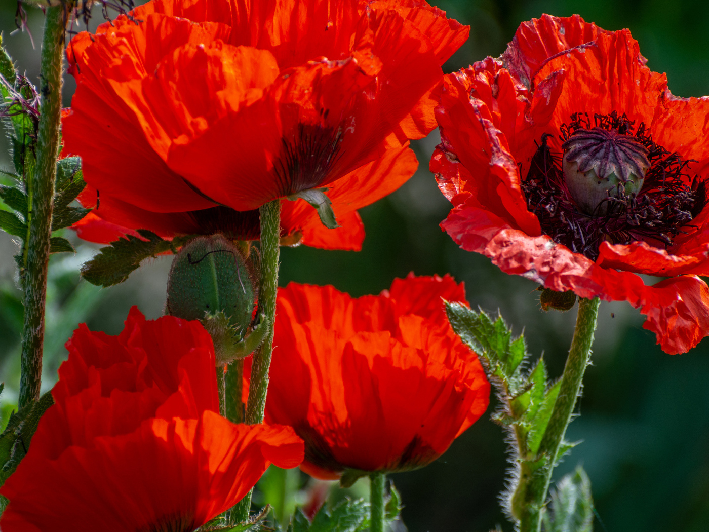 Большие красные маки с бутонами в лучах солнца